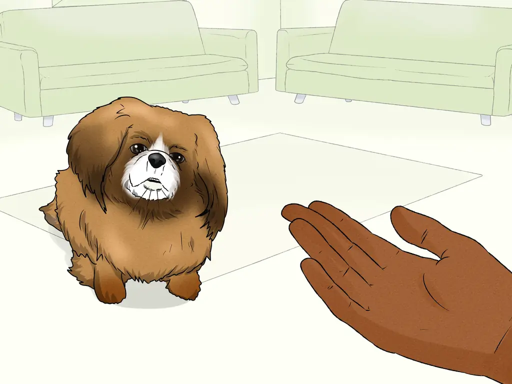 4 способа идентифицировать пекинеса