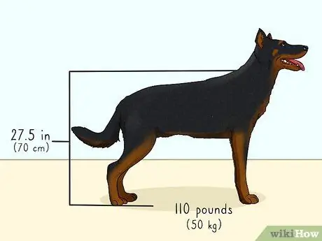 Определите Beauceron Шаг 1