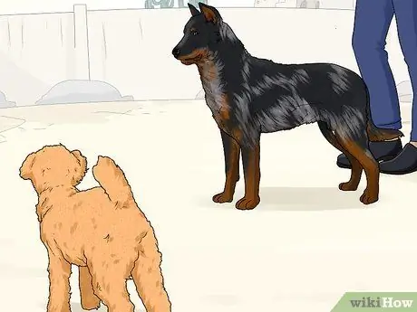 Определите Beauceron Шаг 11