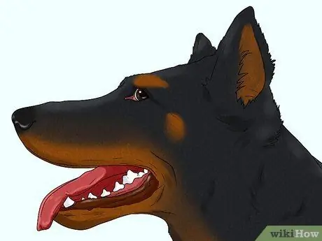 Определите Beauceron Шаг 2