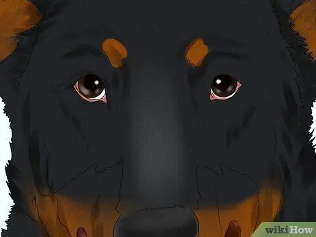 Определите Beauceron Шаг 4