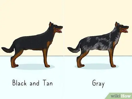 Определите Beauceron Шаг 7
