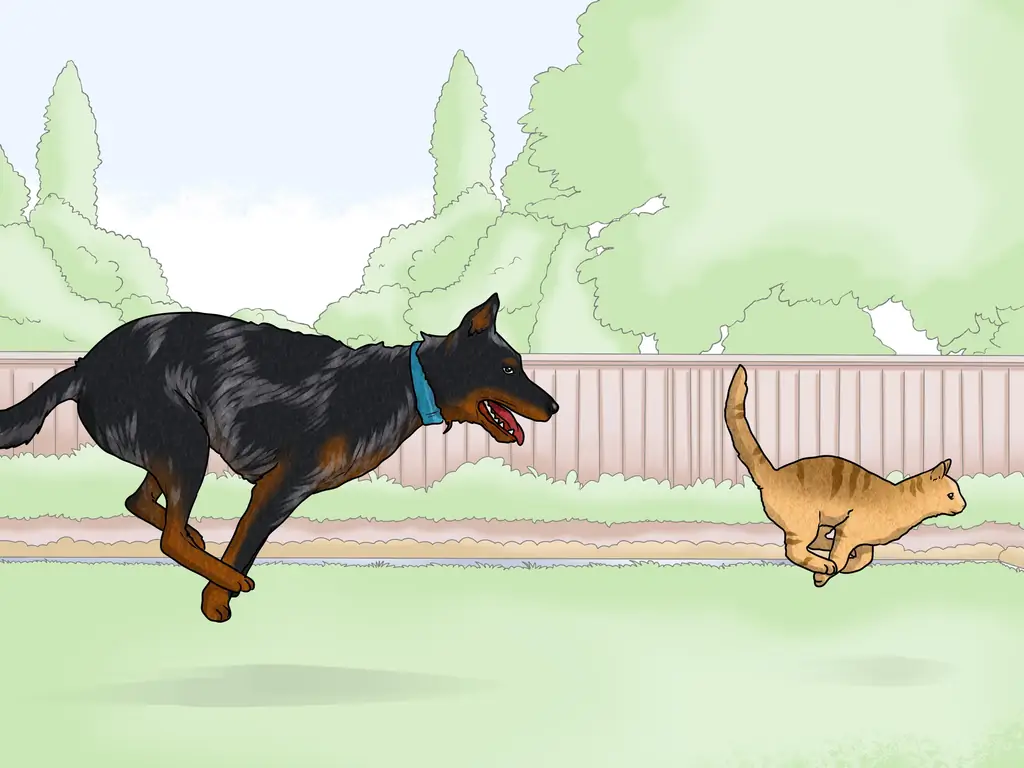 3 способа идентифицировать босерона