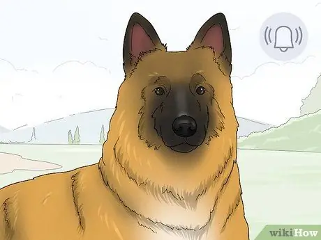 Идентификация бельгийской собаки тервюрен Шаг 13