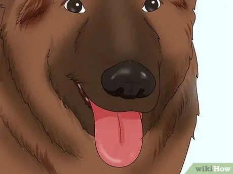 Определение бельгийской собаки тервюрен Шаг 5