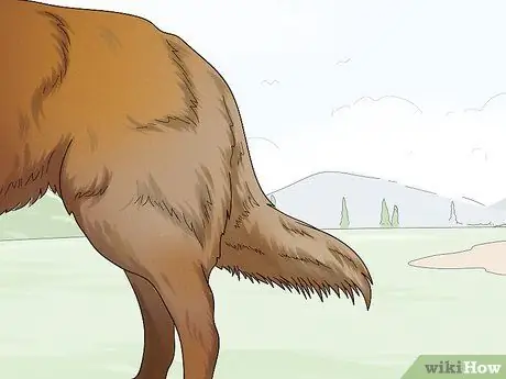 Идентификация бельгийской собаки тервюрен Шаг 6