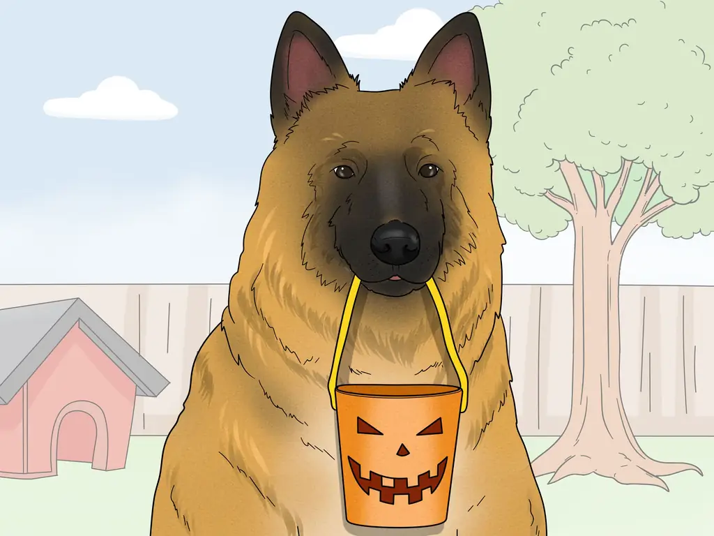 3 способа идентифицировать бельгийского тервюрена