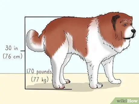 Определить кавказскую овчарку Шаг 1