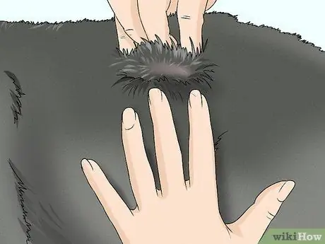 Определить кавказскую овчарку Шаг 10