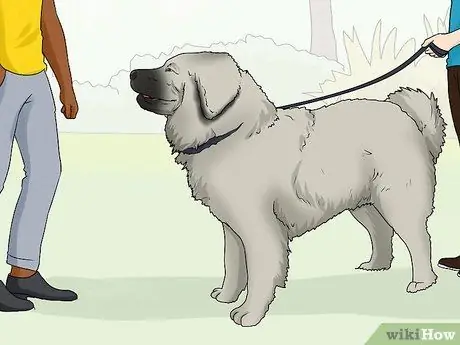 Определить кавказскую овчарку Шаг 15