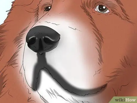 Определить кавказскую овчарку Шаг 3