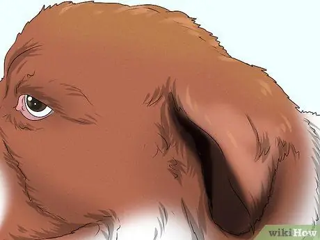 Определить кавказскую овчарку Шаг 5