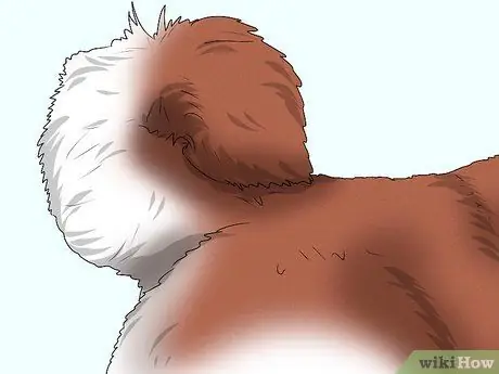 Определить кавказскую овчарку Шаг 6