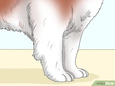 Определить кавказскую овчарку Шаг 7