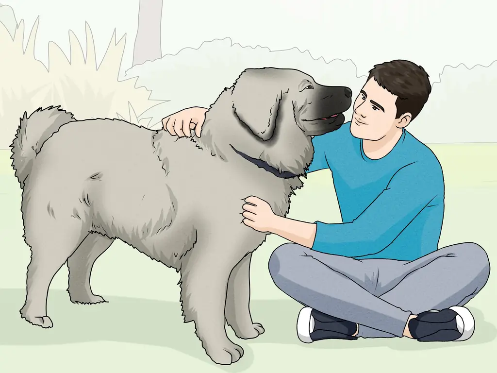 3 способа идентифицировать кавказскую овчарку