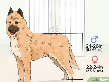 Определение бельгийской собаки лакенуа Шаг 1
