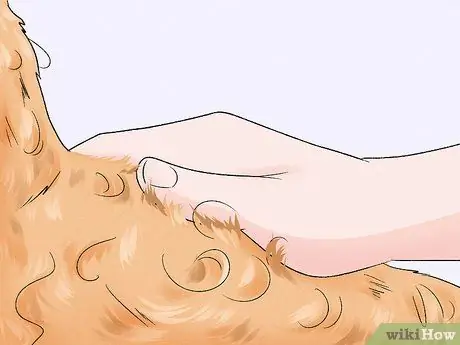 Определение бельгийской собаки лакенуа Шаг 11