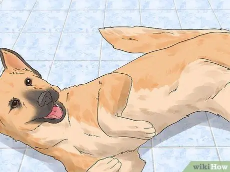 Определение бельгийской собаки лакенуа Шаг 13