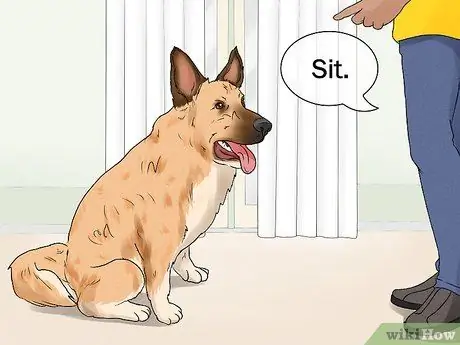 Идентификация бельгийской собаки лакенуа Шаг 14