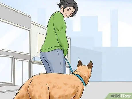 Идентификация бельгийской собаки лакенуа Шаг 15