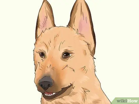 Определение бельгийской собаки лакенуа Шаг 2