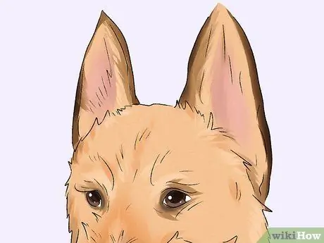 Определение бельгийской собаки лакенуа Шаг 3