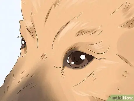 Определение бельгийской собаки лакенуа Шаг 4