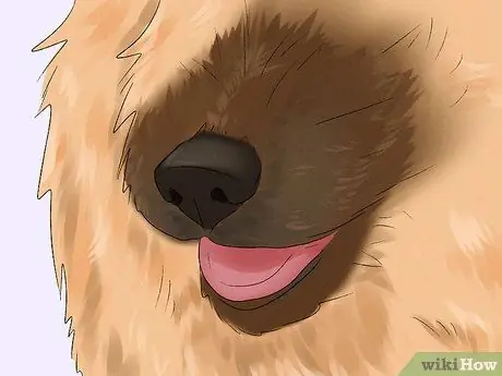 Определите бельгийскую собаку лакенуа Шаг 5