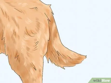 Идентификация бельгийской собаки лакенуа Шаг 6