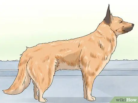 Определение бельгийской собаки лакенуа Шаг 7