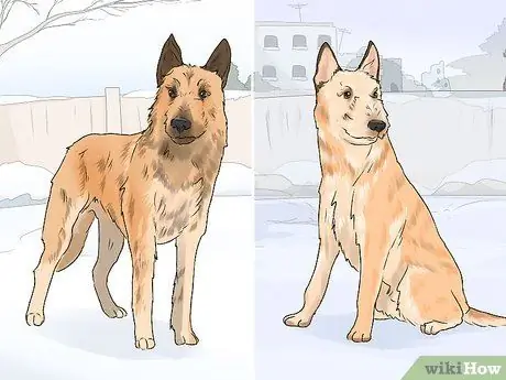 Определение бельгийской собаки лакенуа Шаг 8