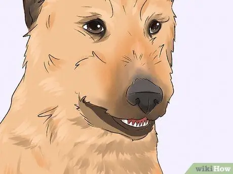 Определение бельгийской собаки лакенуа Шаг 9