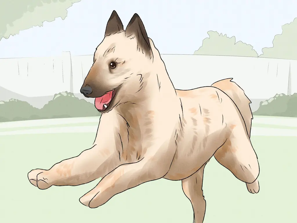 3 способа идентифицировать бельгийского лакенуа