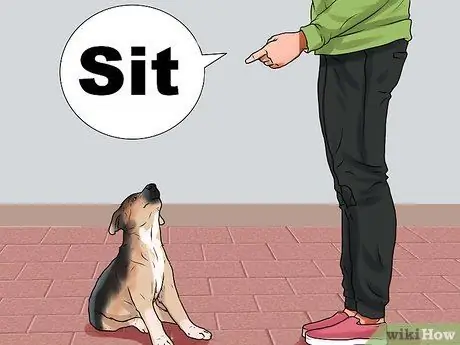 Дрессировка немецкой овчарки Шаг 3