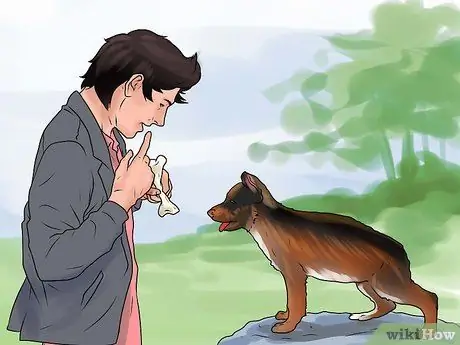 Дрессировка немецкой овчарки Шаг 4