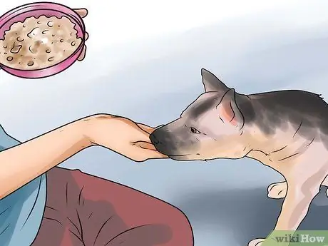 Дрессировка немецкой овчарки Шаг 6