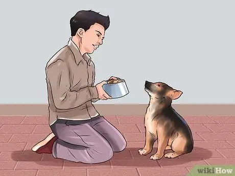 Дрессировка немецкой овчарки Шаг 7