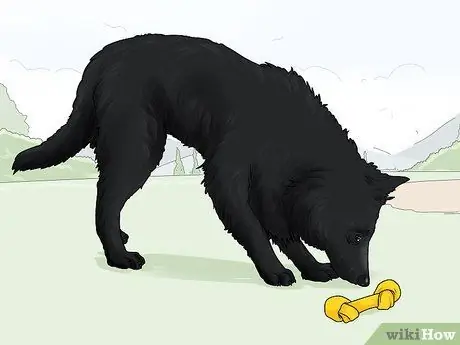 Определите бельгийскую овчарку Шаг 11