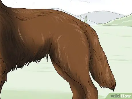 Определите бельгийскую овчарку Шаг 6