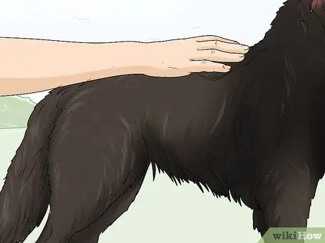 Определите бельгийскую овчарку Шаг 8