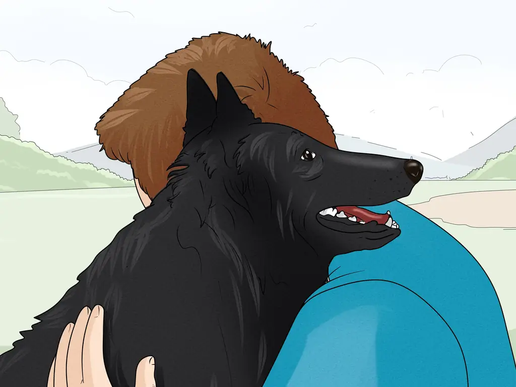 3 способа идентифицировать бельгийскую овчарку