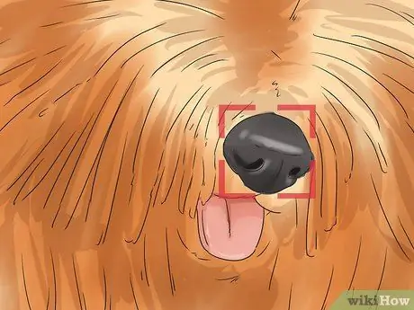 Определить Пули Шаг 4