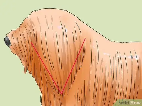 Определить Пули Шаг 5