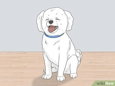 Ухаживаем за бишон-фризе Шаг 26