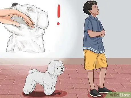 Дрессировка бишон-фризе Шаг 5