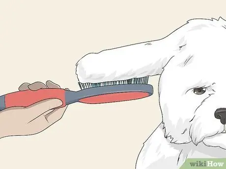 Ухаживаем за бишон-фризе Шаг 6