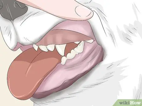 Ухаживаем за бишон-фризе Шаг 10