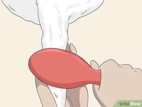 Ухаживаем за бишон-фризе Шаг 7