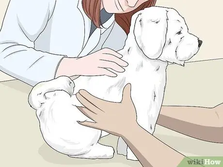 Ухаживаем за бишон-фризе Шаг 8