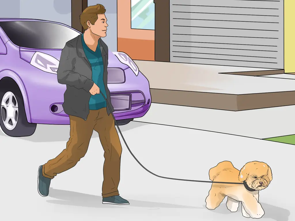 3 способа отличить бишон-фризе